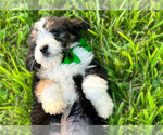 Puppy 3 Miniature American Shepherd-Poodle (Standard) Mix