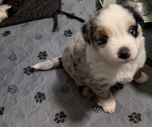 Australian Shepherd Puppy for sale in EDEN, NC, USA