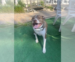 FERGAL aka RAMBO - Male Mutt Dog for Adoption - Photo #18