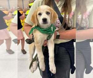 Mutt Dogs for adoption in Holly Springs, NC, USA