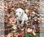 Small #54 Labrador Retriever