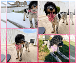 Small #2 Poodle (Standard)