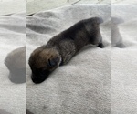 Small Photo #4 German Shepherd Dog Puppy For Sale in GRAND ISLAND, FL, USA