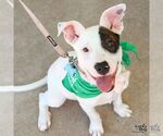 Small #3 Labrador Retriever Mix