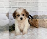 Small #16 Maltipoo