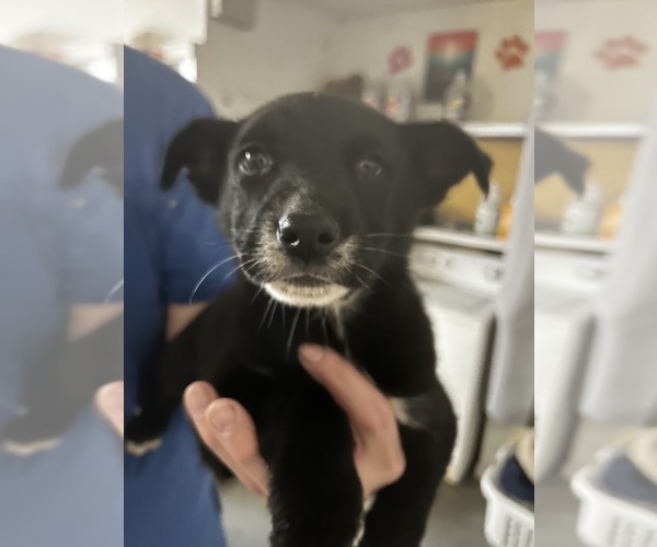 Medium Photo #5 Shollie Puppy For Sale in LUTZ, FL, USA