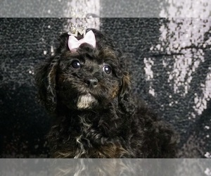 Medium Poodle (Toy)