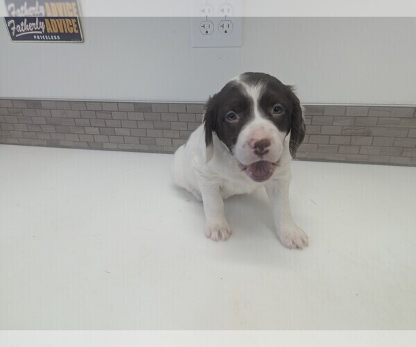 Medium Photo #1 Brittany Puppy For Sale in BENTON CITY, WA, USA