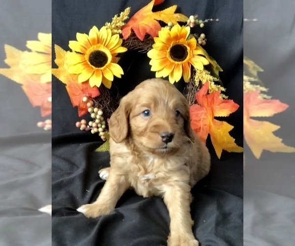 Medium Photo #11 Goldendoodle-Poodle (Miniature) Mix Puppy For Sale in VACAVILLE, CA, USA