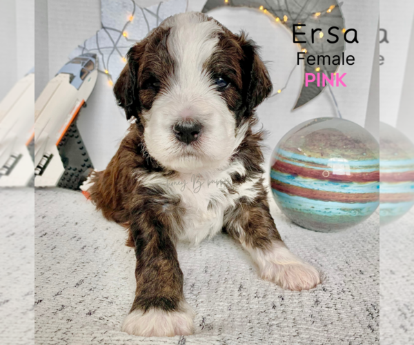 Medium Photo #2 Bernedoodle Puppy For Sale in BROOMFIELD, CO, USA