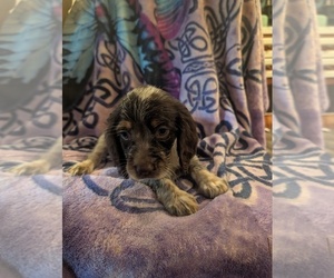 English Springer Spaniel Puppy for sale in BUFFALO, MO, USA