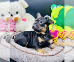 Small Photo #7 French Bulldog Puppy For Sale in BELLVILLE, TX, USA