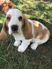 Basset Hound Puppy for sale in LOWRY CITY, MO, USA