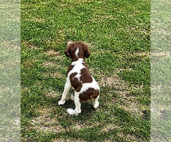 Medium Photo #6 Brittany Puppy For Sale in ORRUM, NC, USA