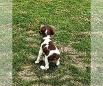 Small #5 Brittany