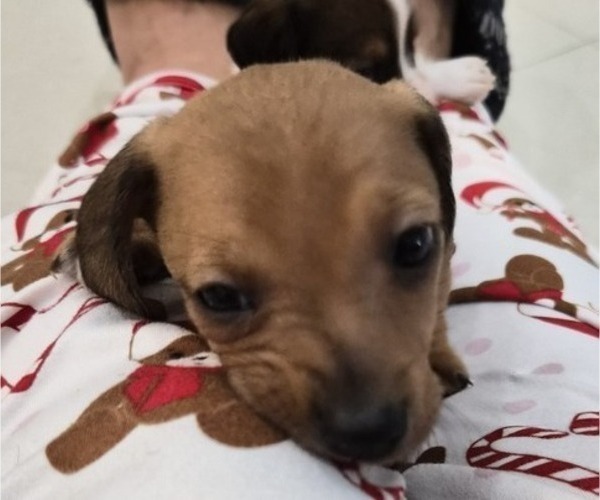 Medium Photo #5 Dachshund Puppy For Sale in SAINT CLOUD, FL, USA