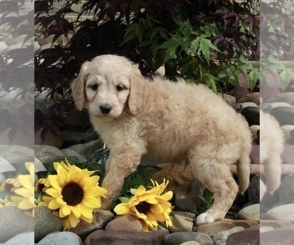 Medium Photo #12 Goldendoodle Puppy For Sale in FREDERICKSBURG, OH, USA