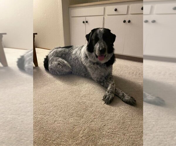 Medium Photo #4 Great Pyrenees Puppy For Sale in Vail, AZ, USA