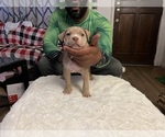 Small Photo #5 American Bully Puppy For Sale in DUNDALK, MD, USA