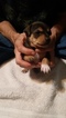 Small Photo #3 Mountain Feist Puppy For Sale in SULLIVAN, OH, USA