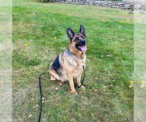 Harley (with Joker) - Female German Shepherd Dog Dog for Adoption - Photo #2