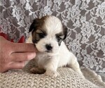 Small Cavachon-Shih Tzu Mix