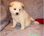 Small Photo #3 Shiba Inu Puppy For Sale in WILLIMANTIC, CT, USA