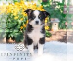 Small #2 Miniature Australian Shepherd