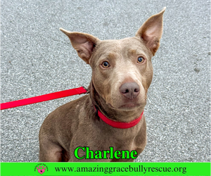 Charlene (Char) - Female Labrador Retriever-Unknown Mix Dog for Adoption - Photo #5