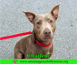 Small #4 Labrador Retriever Mix