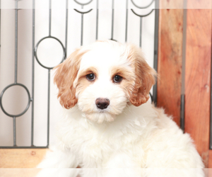 Cavapoo Puppy for sale in NAPLES, FL, USA