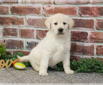 Small #13 Labrador Retriever
