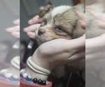 Small #29 Maltipom-Pomeranian Mix