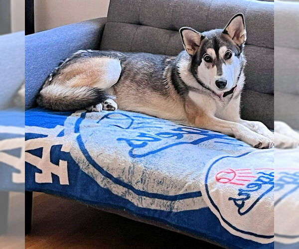 Medium Photo #2 Siberian Husky Puppy For Sale in Omaha, NE, USA
