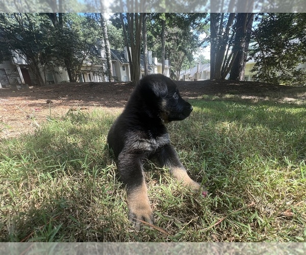 Medium Photo #1 German Shepherd Dog Puppy For Sale in TUCKER, GA, USA