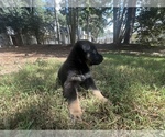 Puppy Willow German Shepherd Dog