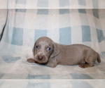 Small #3 Weimaraner