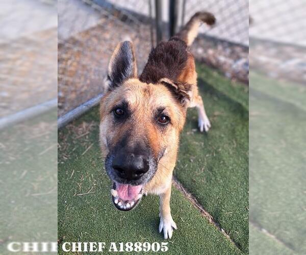 Medium Photo #1 German Shepherd Dog-Unknown Mix Puppy For Sale in Pasadena, TX, USA