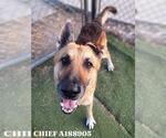 CHIEF - Male German Shepherd Dog-Unknown Mix Dog for Adoption - Small photo