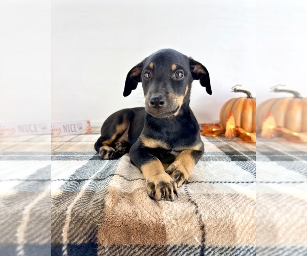 Medium Photo #3 Doberman Pinscher Puppy For Sale in GREENFIELD, IN, USA