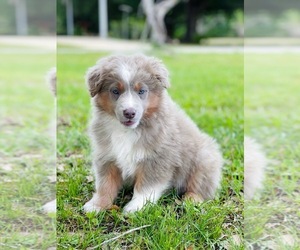 Australian Shepherd Puppy for Sale in WESLEY CHAPEL, Florida USA