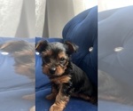 Small Photo #1 Yorkshire Terrier Puppy For Sale in REDMOND, WA, USA