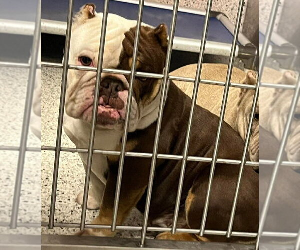 Medium Photo #2 Bulldog-Unknown Mix Puppy For Sale in New York, NY, USA