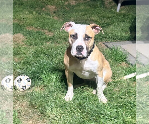 Medium Photo #2 American Staffordshire Terrier-Unknown Mix Puppy For Sale in Parker Ford, PA, USA