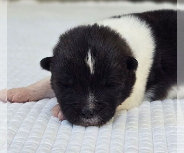 Medium Photo #4 Akita Puppy For Sale in STRAFFORD, MO, USA