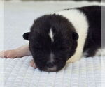 Small #3 Akita
