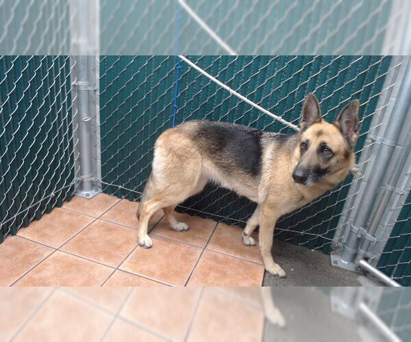 Medium Photo #1 German Shepherd Dog Puppy For Sale in Downey, CA, USA