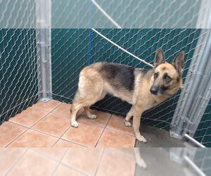 German Shepherd Dog Dogs for adoption in Downey, CA, USA