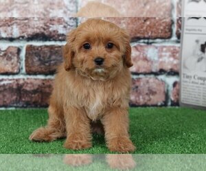 Cavalier King Charles Spaniel-Poodle (Toy) Mix Puppy for sale in BEL AIR, MD, USA