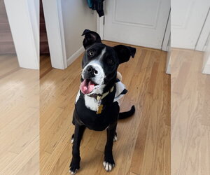 Mabel May - Female American Pit Bull Terrier-Labrador Retriever Mix Dog for Adoption - Photo #3